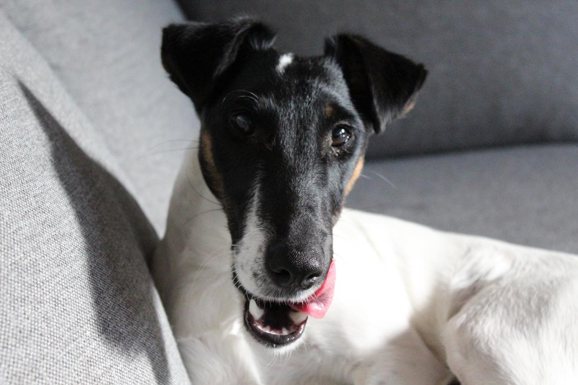 Glathåret foxterrier Charlie billede 2