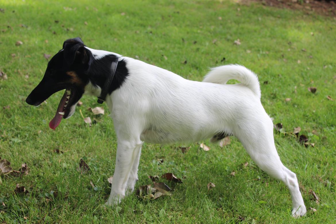 Glathåret foxterrier Charlie billede 22