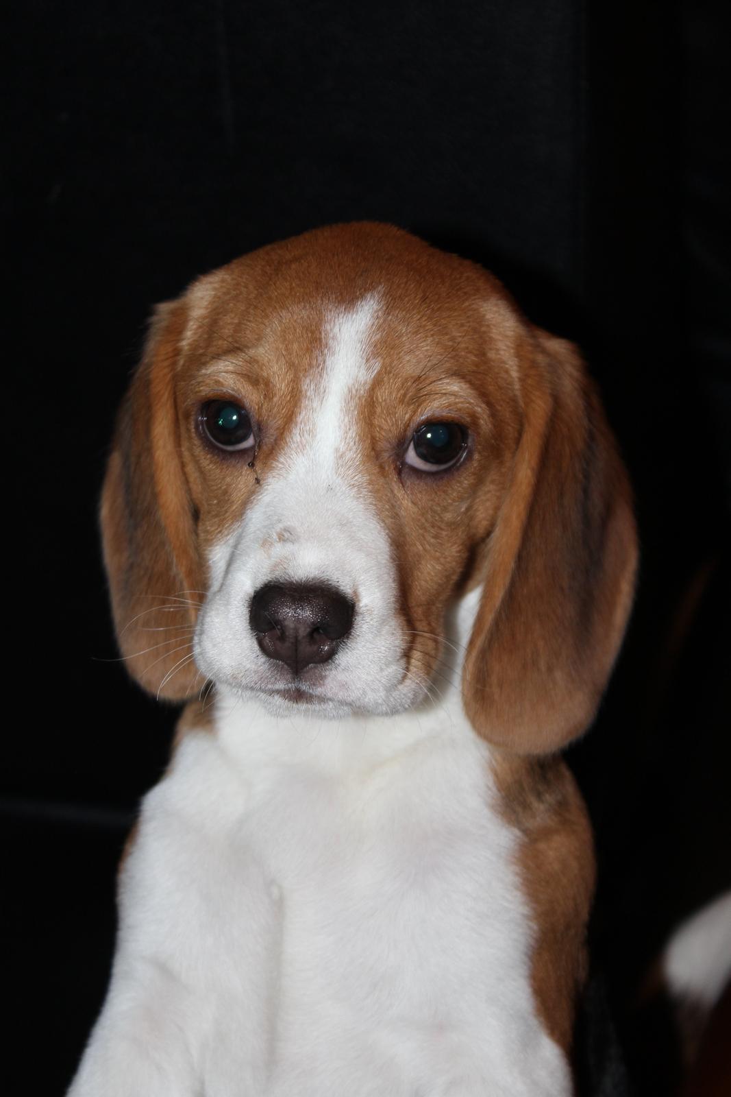 Beagle Bella billede 1