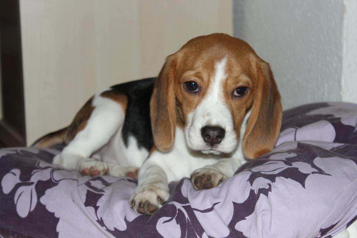 Beagle Bella billede 3