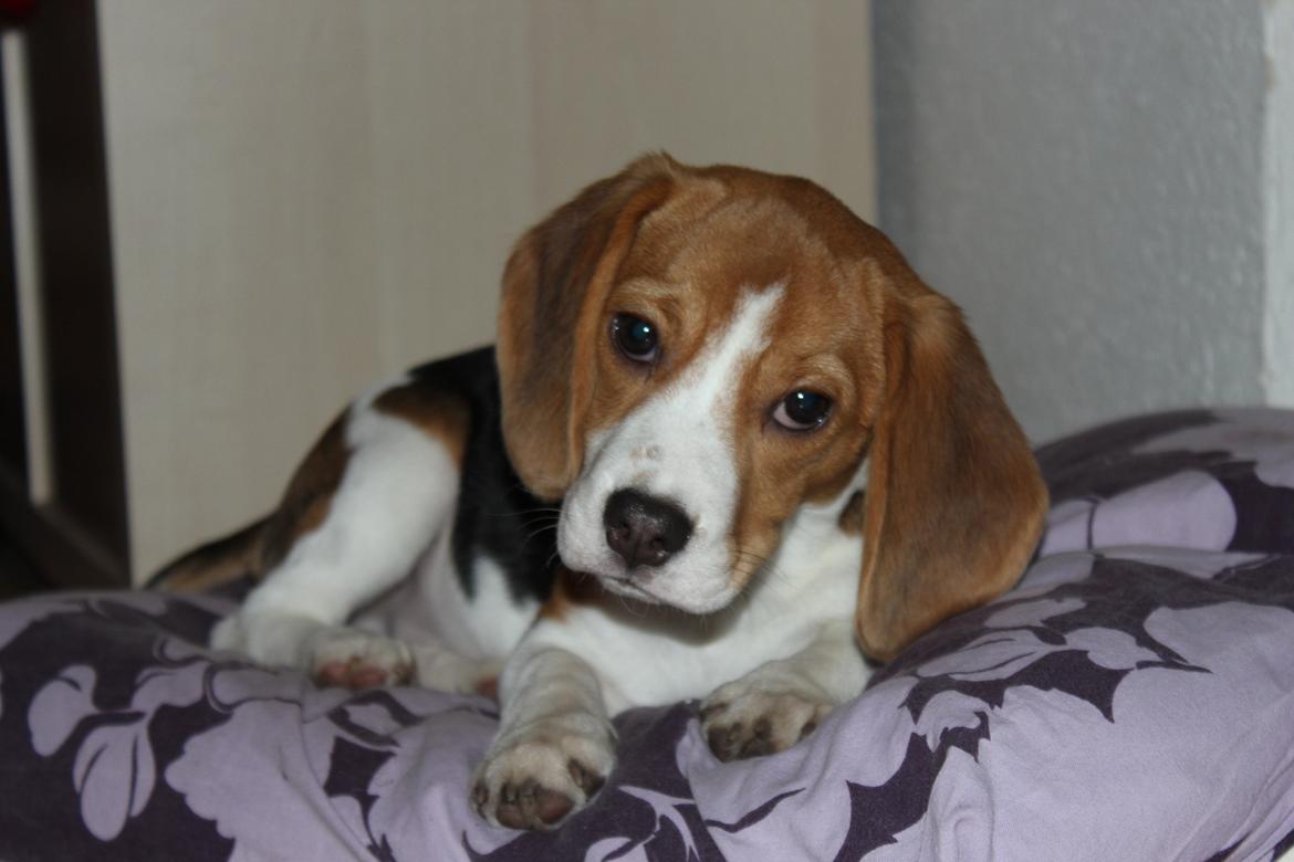 Beagle Bella billede 5