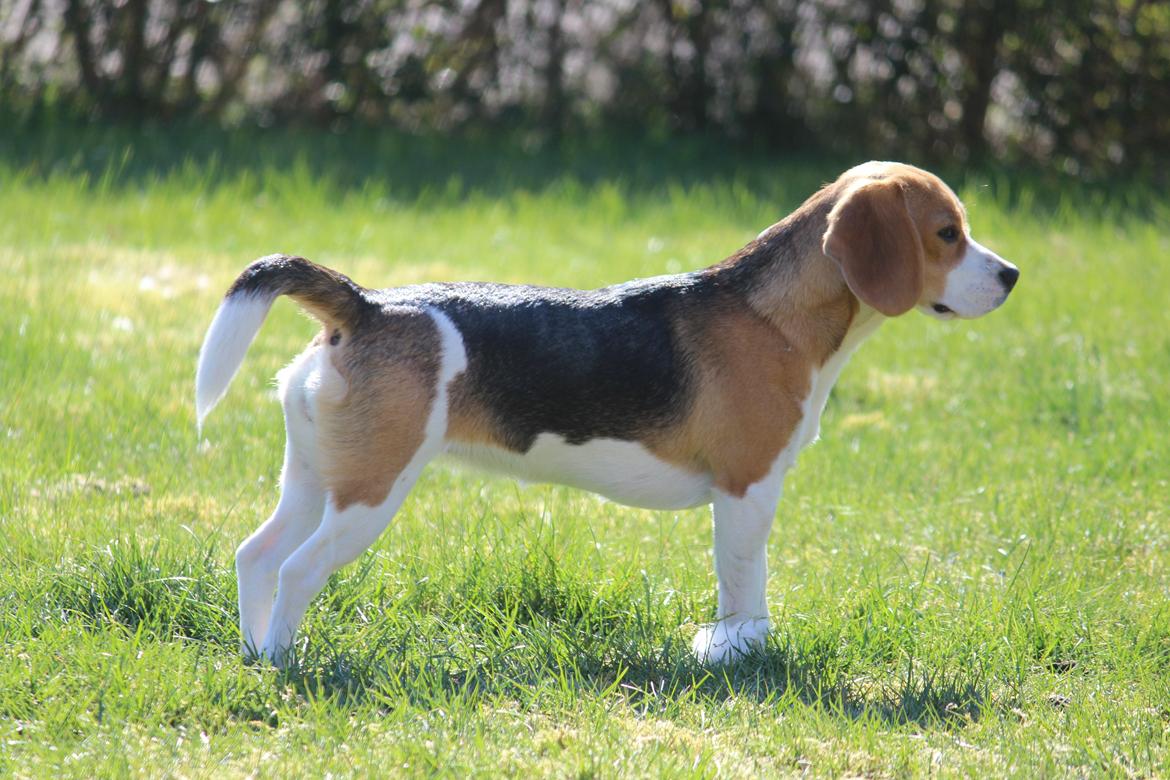 Beagle Bella billede 6