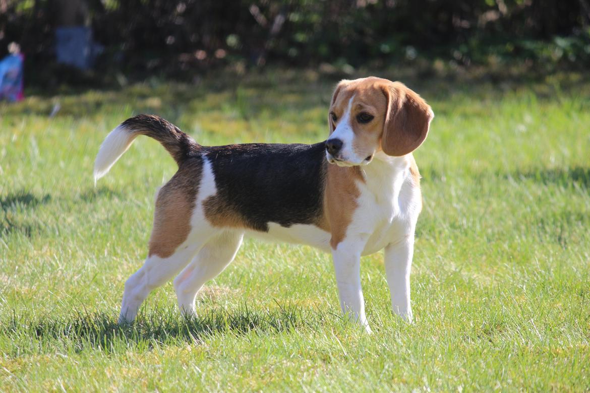 Beagle Bella billede 7