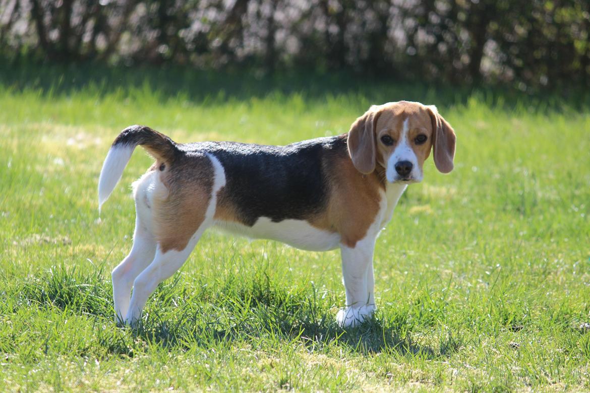 Beagle Bella billede 2