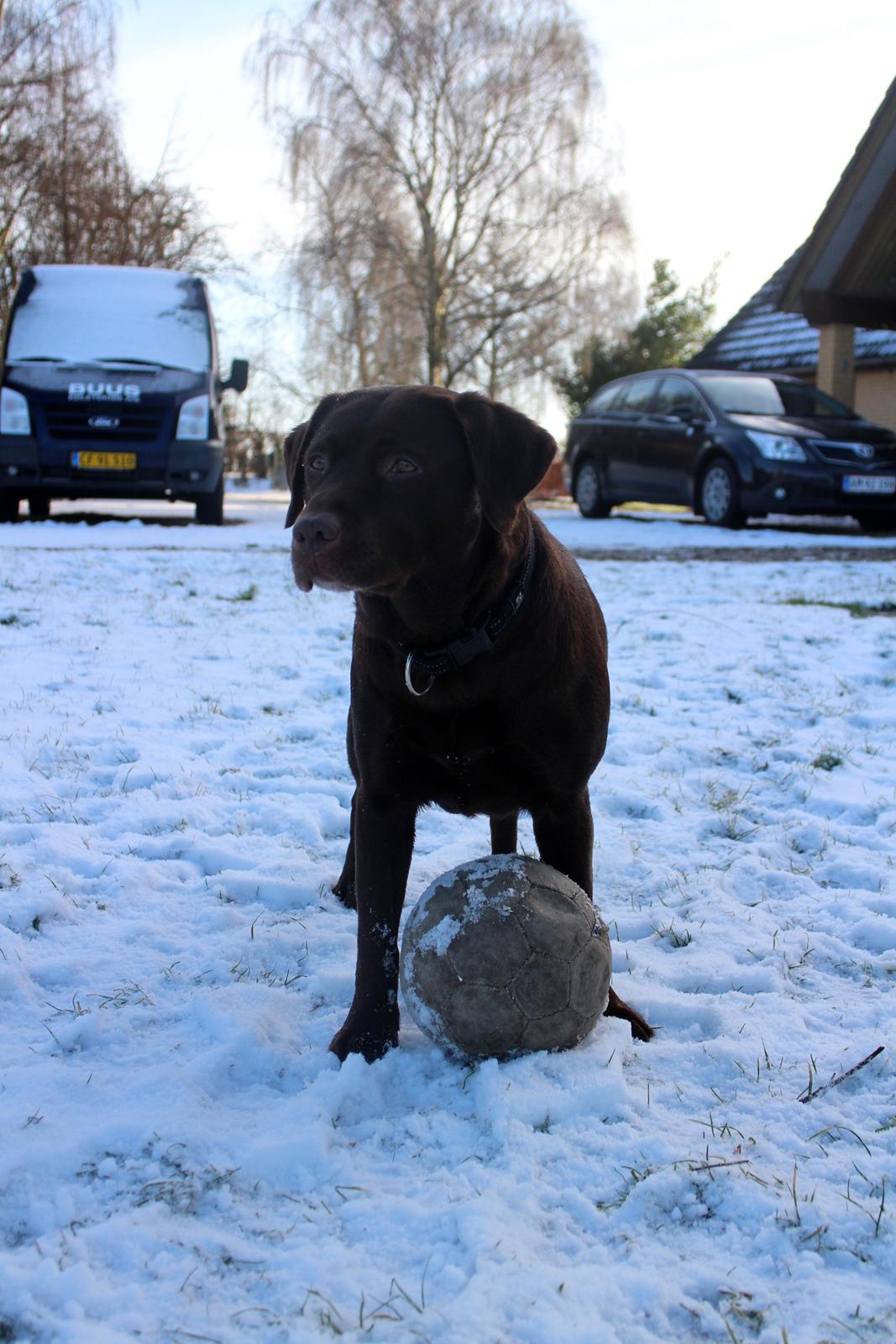 Labrador retriever Mokka! <3 billede 20