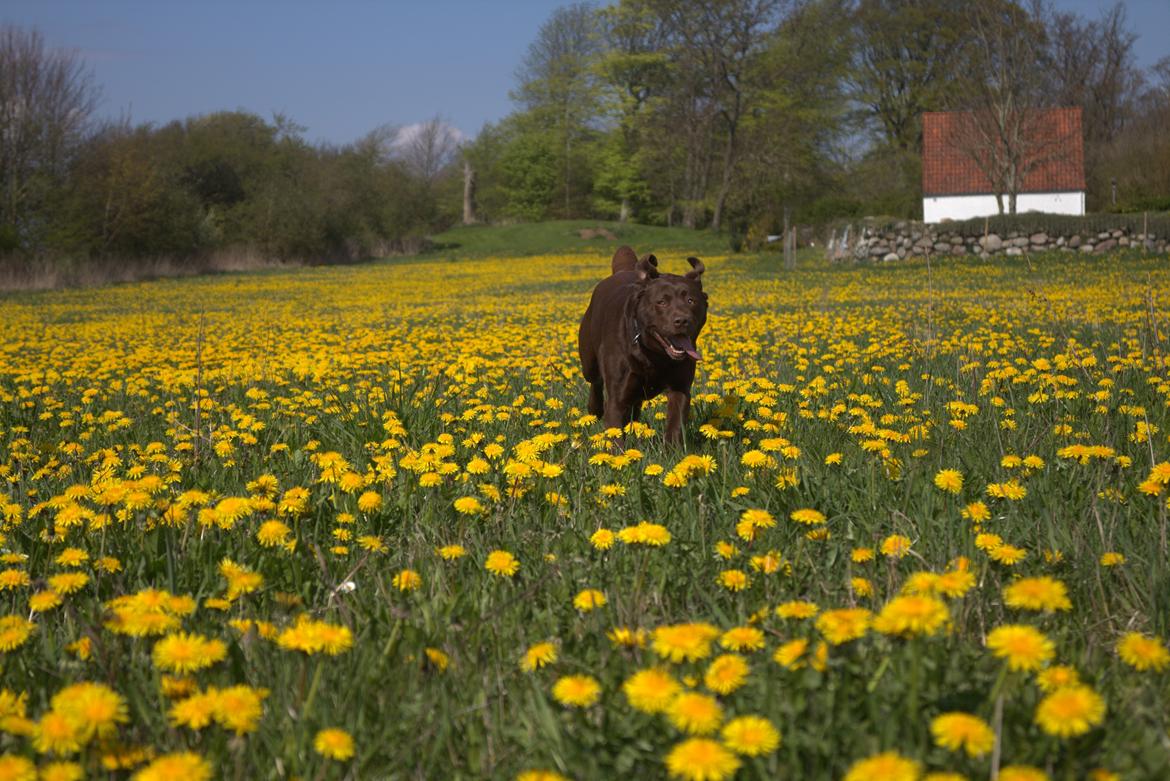 Labrador retriever Mokka! <3 billede 19