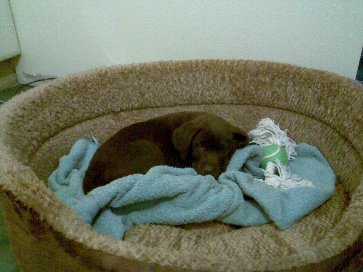 Labrador retriever Mokka! <3 - Da vi lige havde fået hende <3 hun var meget træt :3 billede 1