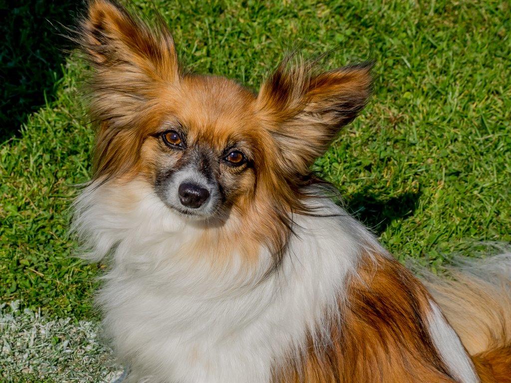 Papillon Charlie - Et billede af Charlie fra agility campen :)  billede 37