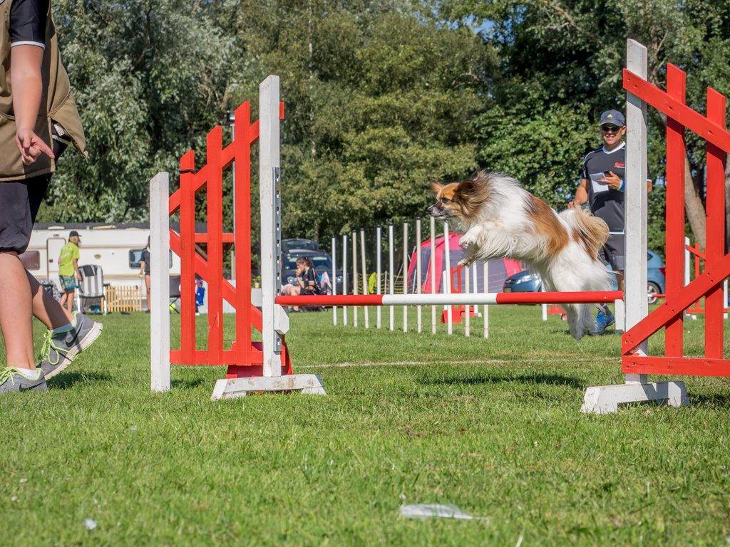 Papillon Charlie - Et billede af Charlie fra agility campen :)  billede 41