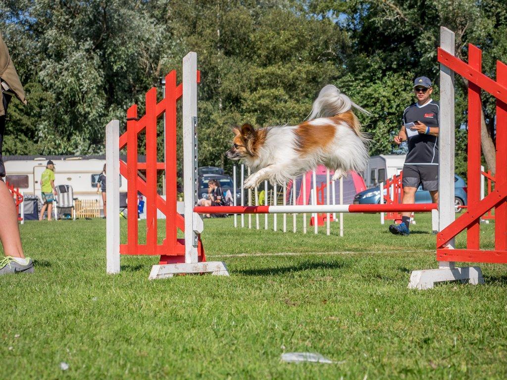 Papillon Charlie - Et billede af Charlie fra agility campen :)  billede 10