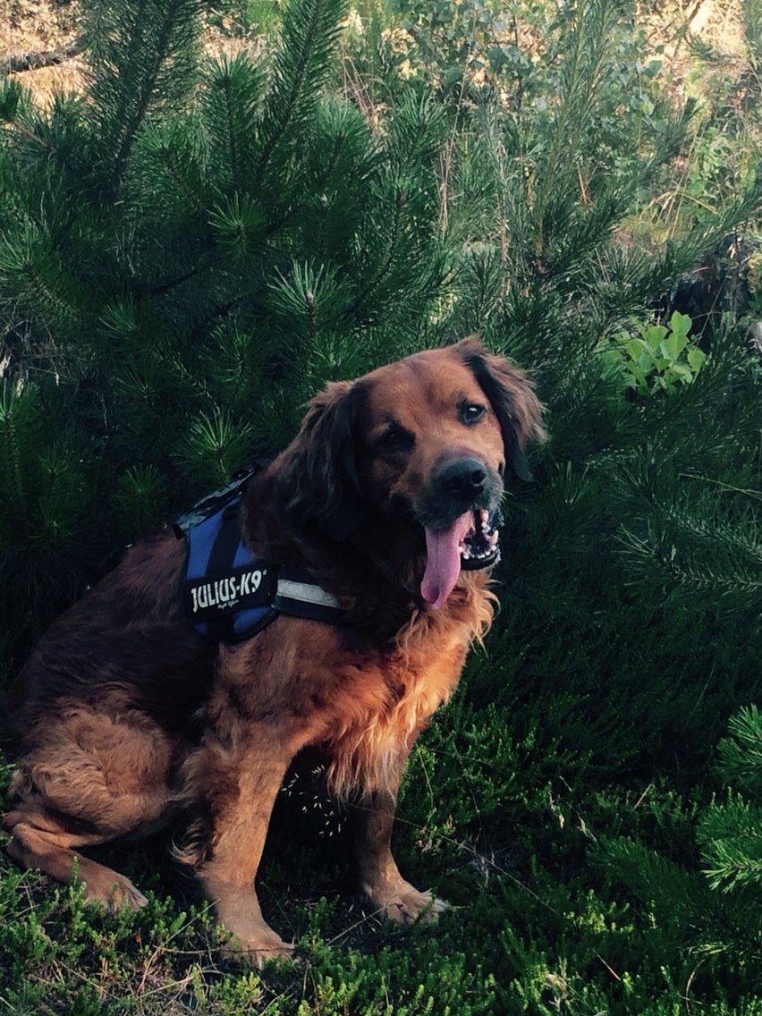 Blanding af racer Pumba billede 21