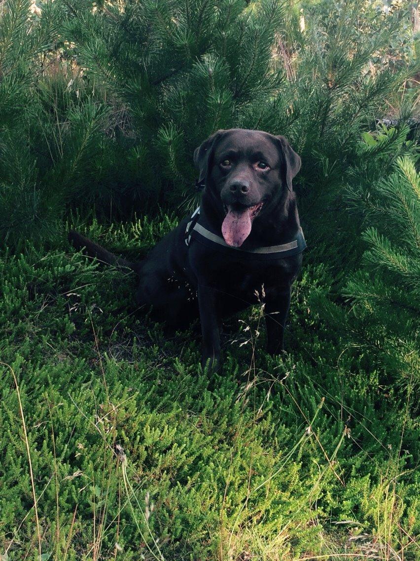 Labrador retriever Aslan billede 24