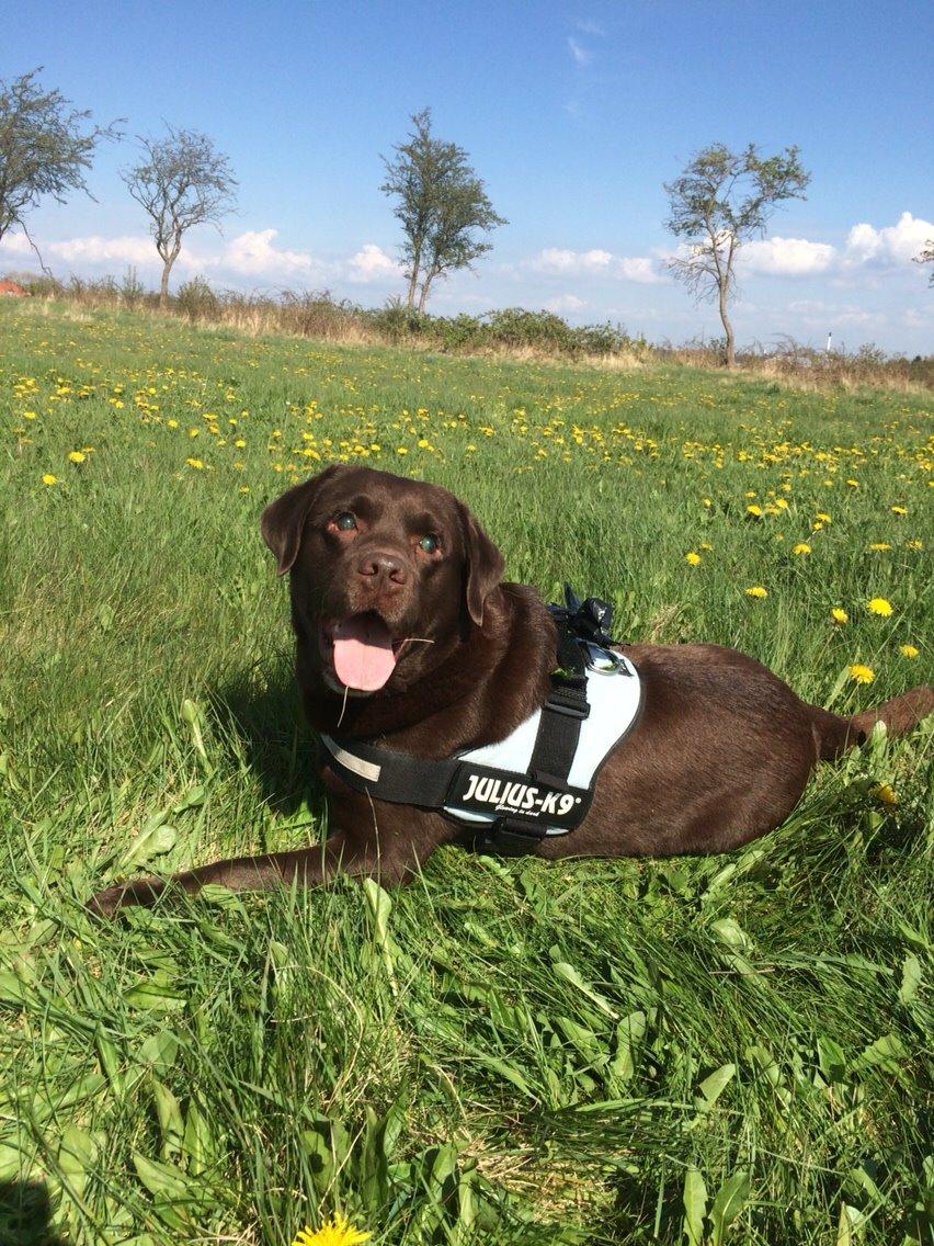 Labrador retriever Aslan billede 25