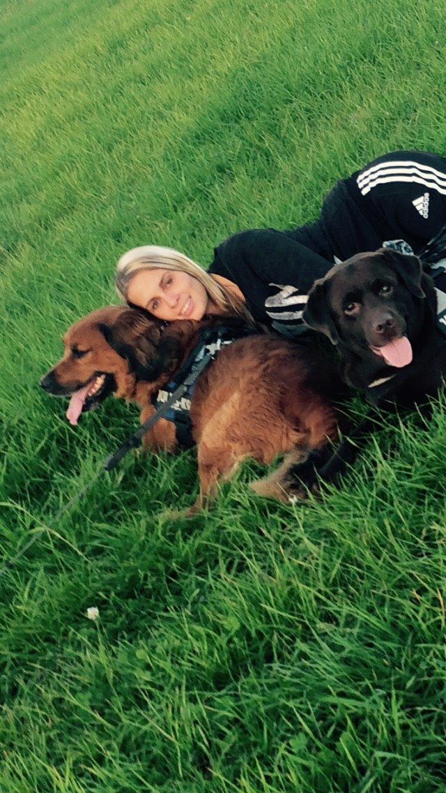 Labrador retriever Aslan billede 26