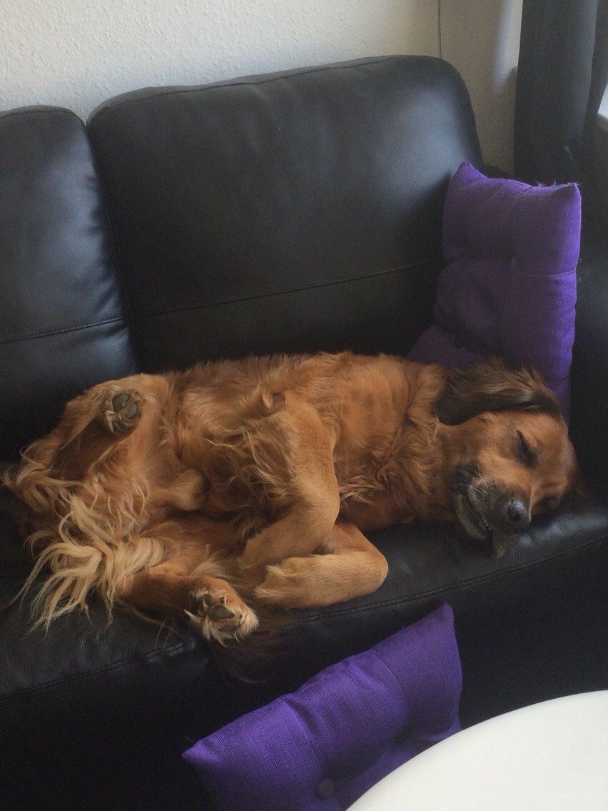 Blanding af racer Pumba billede 22