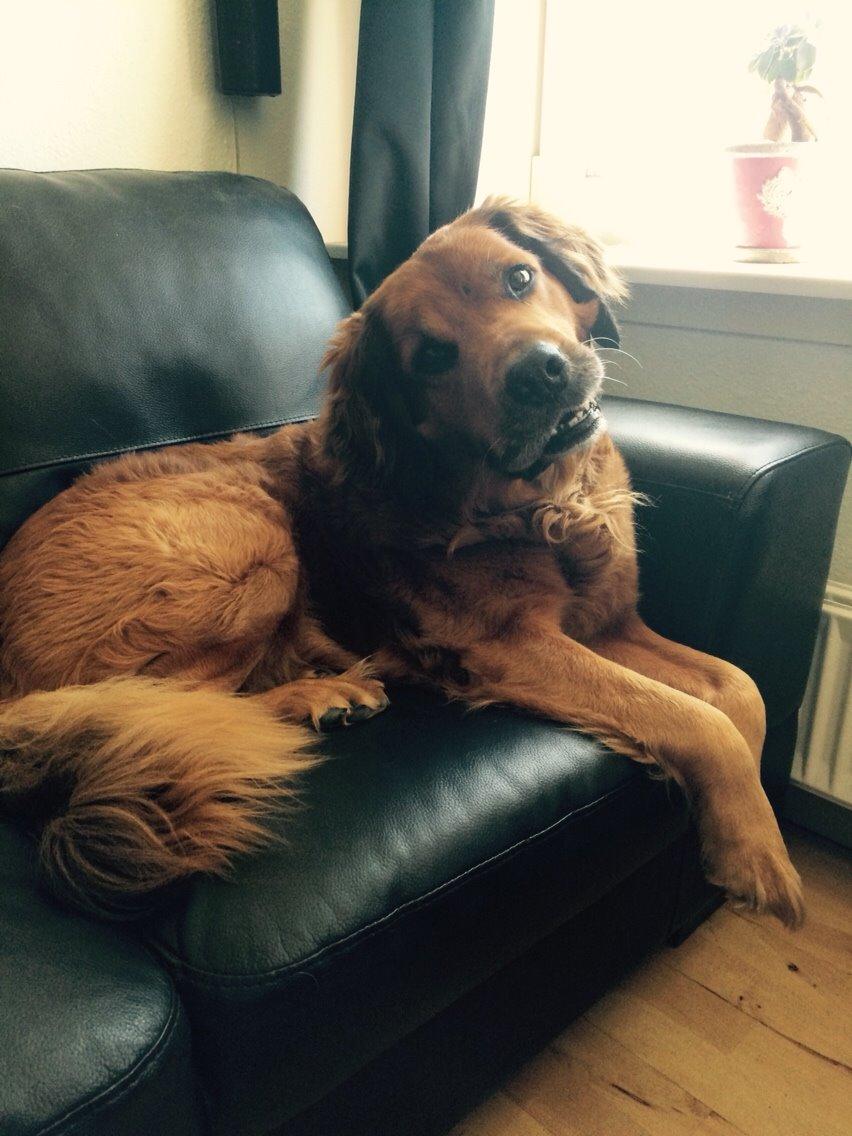 Blanding af racer Pumba billede 24