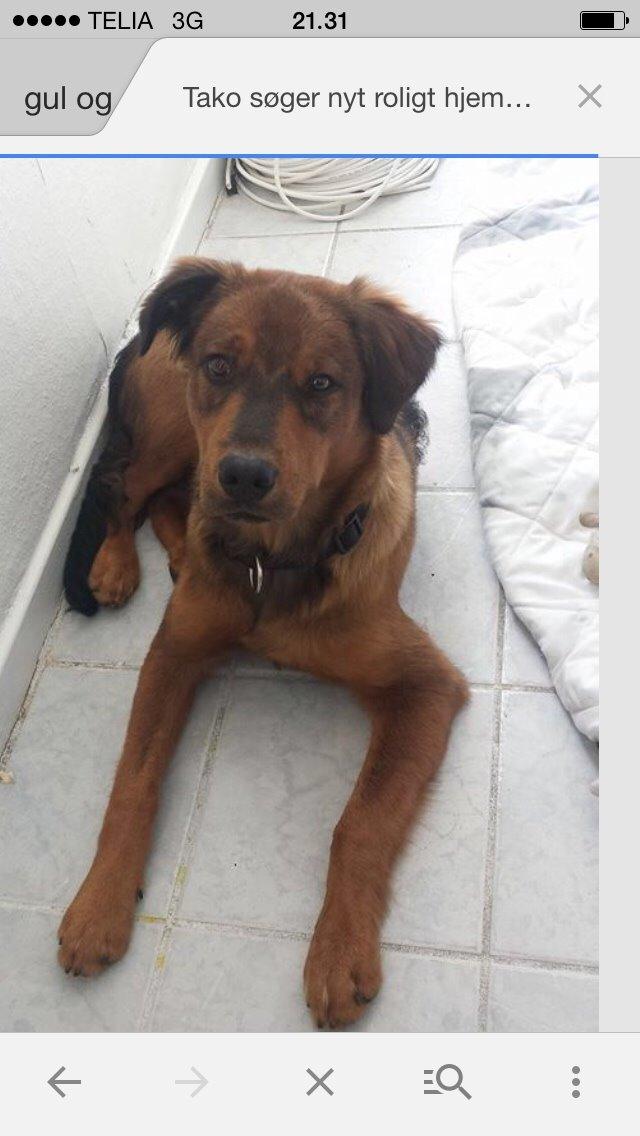 Blanding af racer Zako billede 13