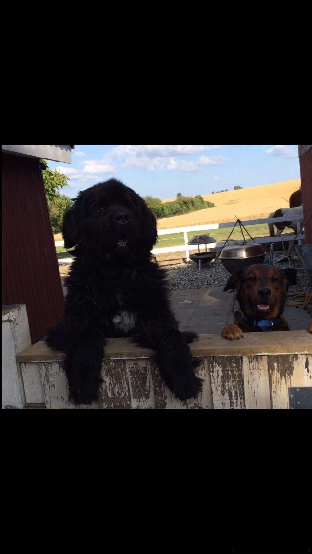 Blanding af racer Zako billede 17