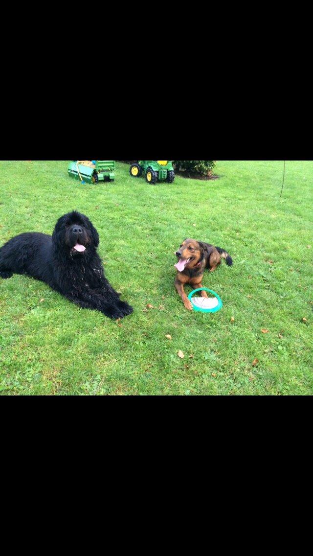 Blanding af racer Zako billede 16