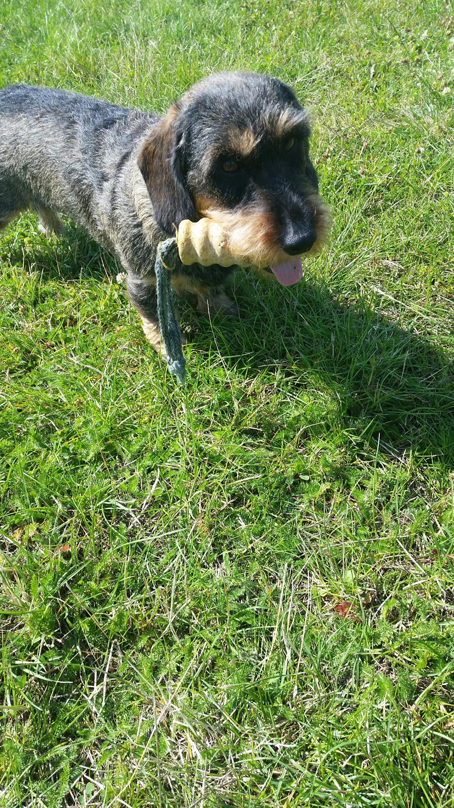 Dværggravhund Sally billede 47