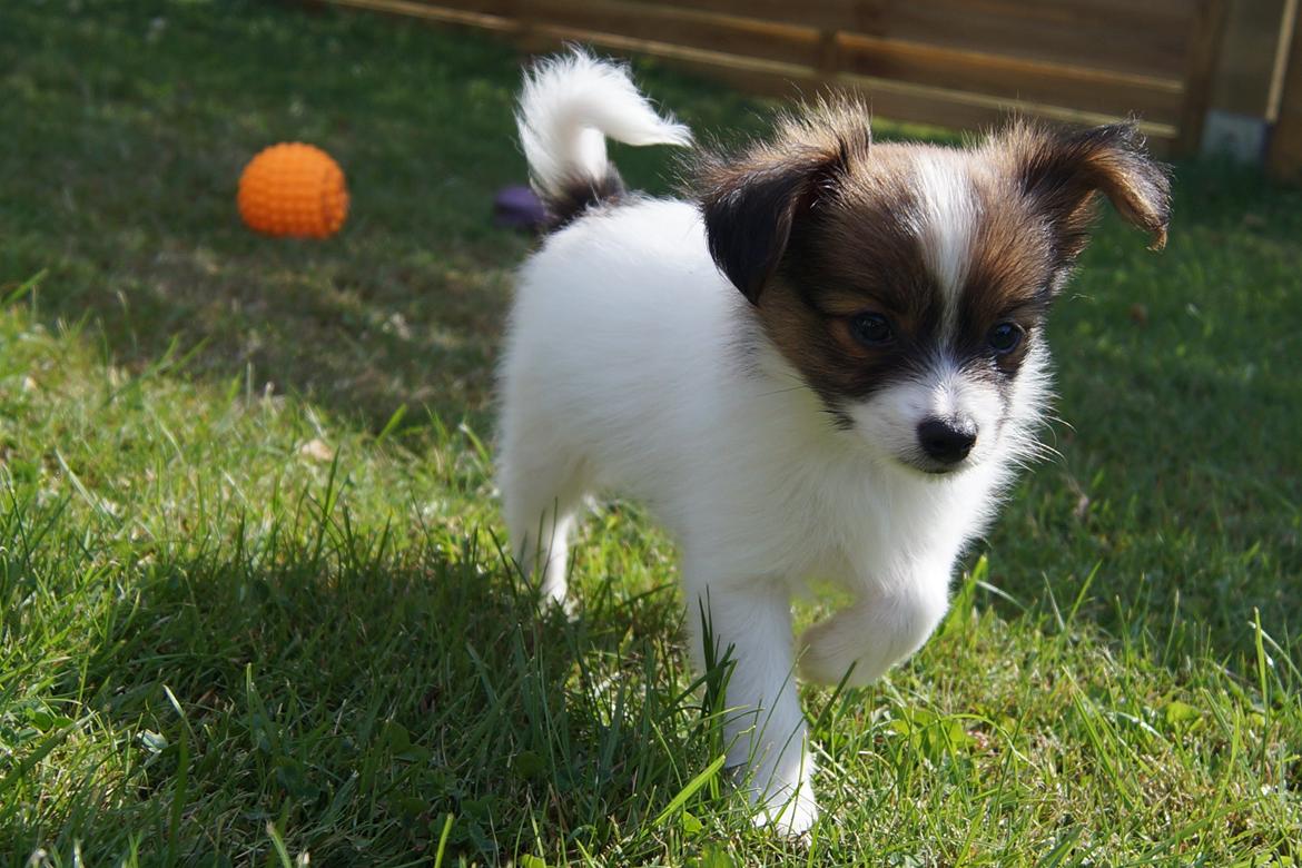 Papillon Charlie - Ude og undersøge haven ;-) billede 12