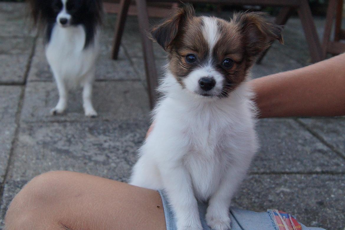 Papillon Charlie - Ude og undersøge haven ;-) billede 13