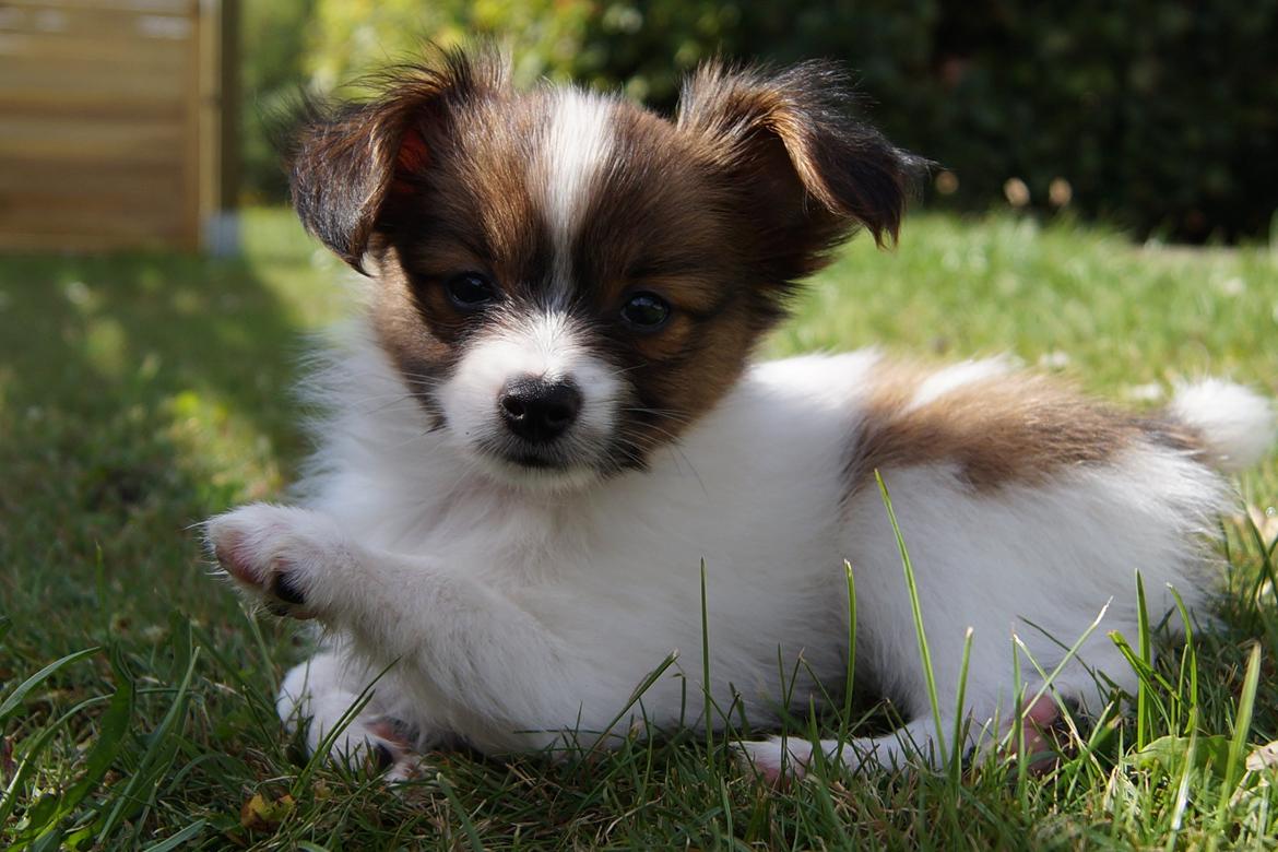 Papillon Charlie - Ude og undersøge haven ;-) billede 6