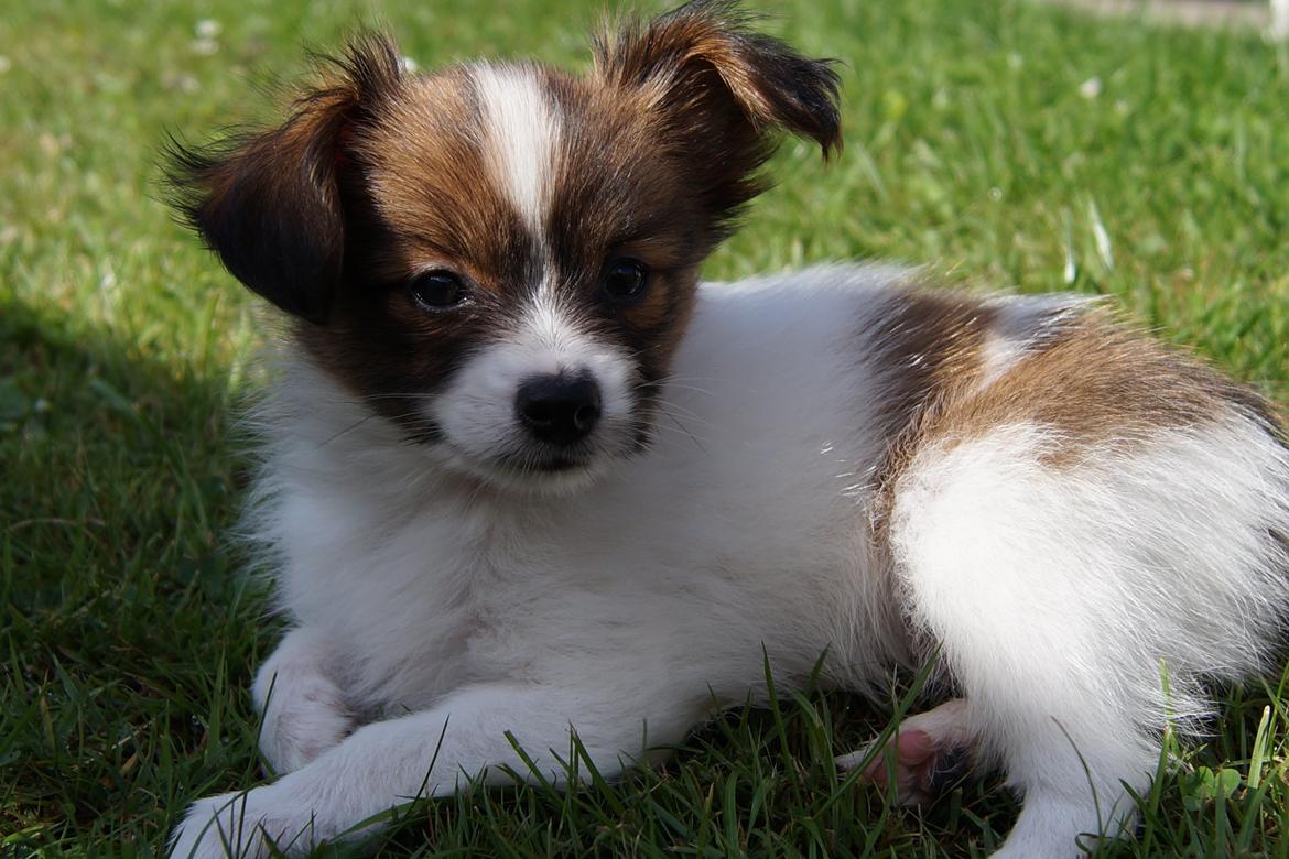 Papillon Charlie - Ude og undersøge haven ;-) billede 15