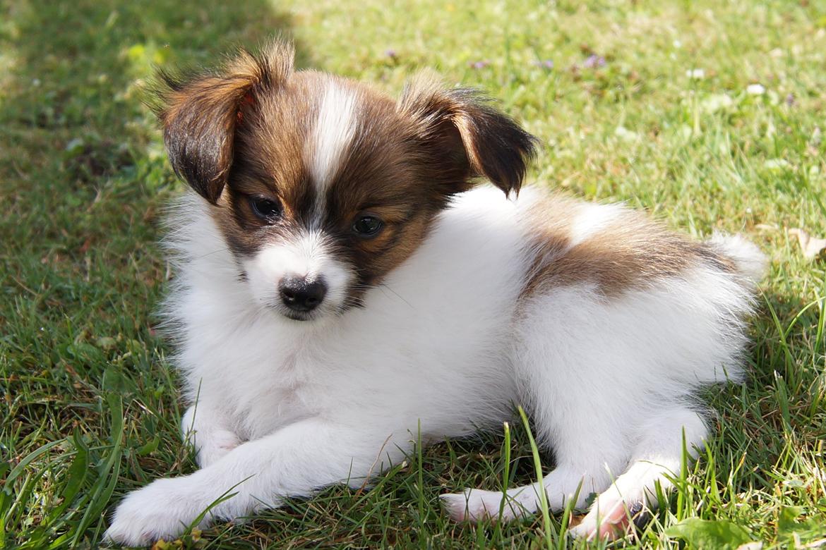 Papillon Charlie - Ude og undersøge haven ;-) billede 14