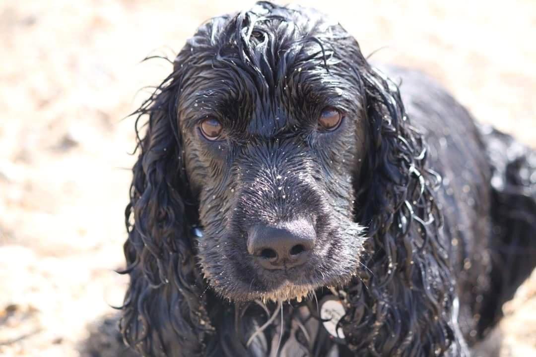 Cocker spaniel Koma billede 10