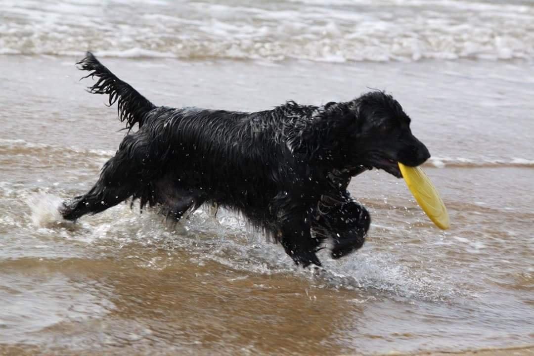 Cocker spaniel Koma billede 9