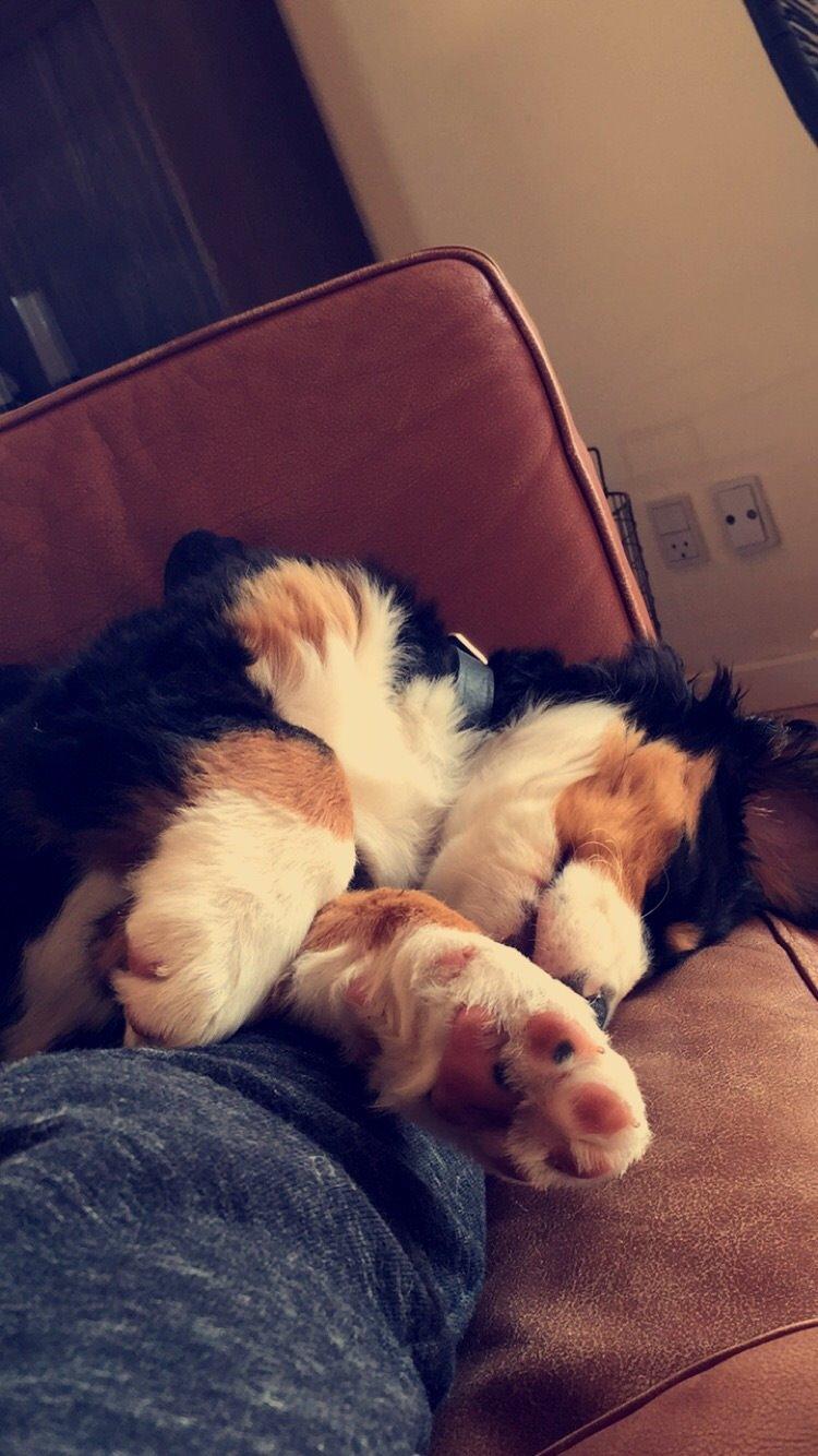 Berner sennenhund Keela  billede 1