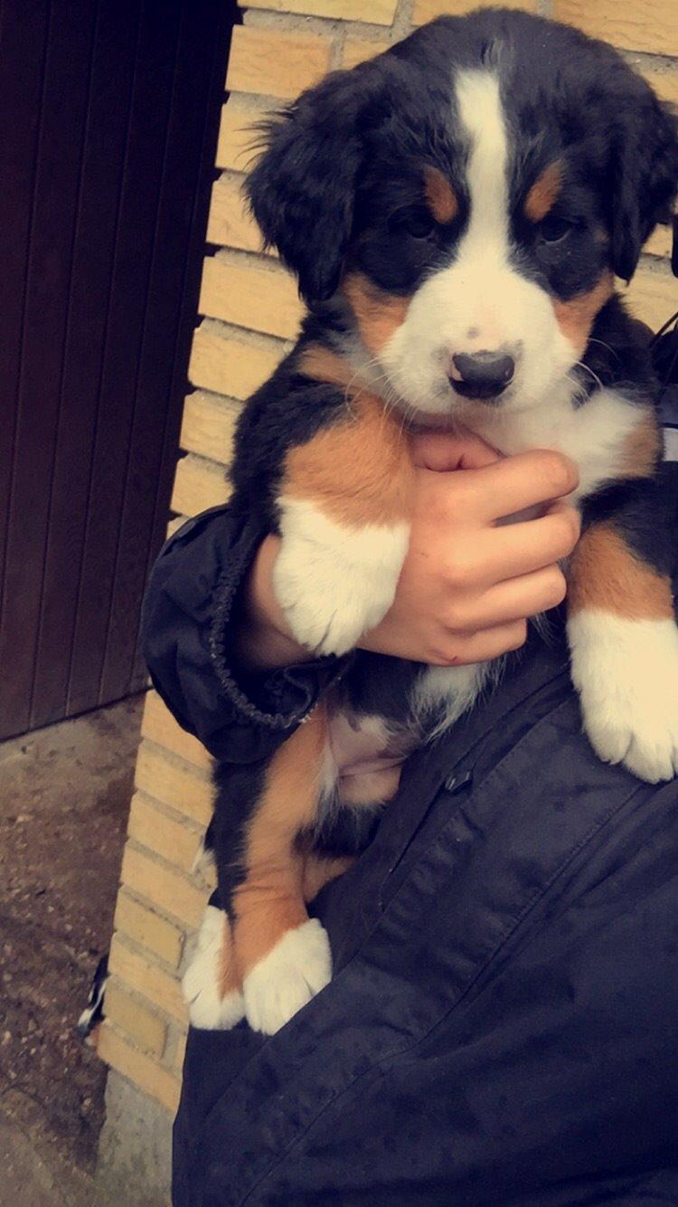 Berner sennenhund Keela  billede 3