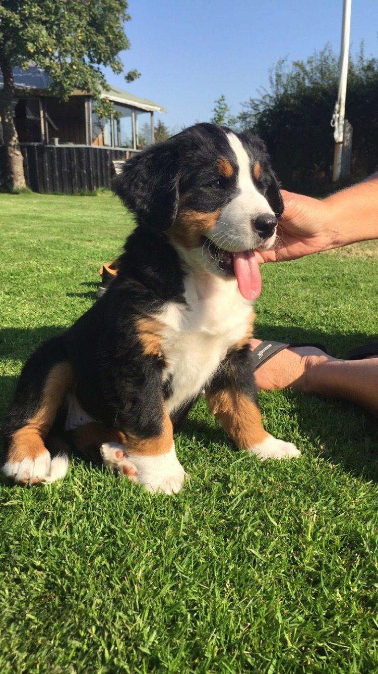 Berner sennenhund Keela  billede 4