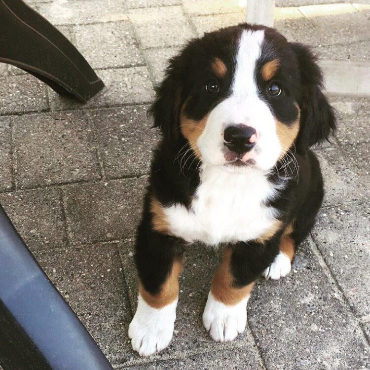 Berner sennenhund Keela  billede 5