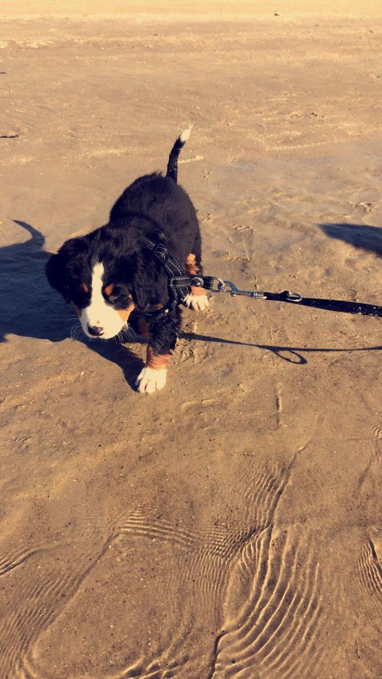 Berner sennenhund Keela  billede 6