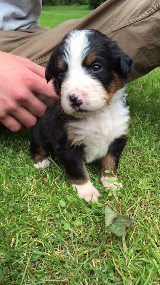 Berner sennenhund Keela  billede 2