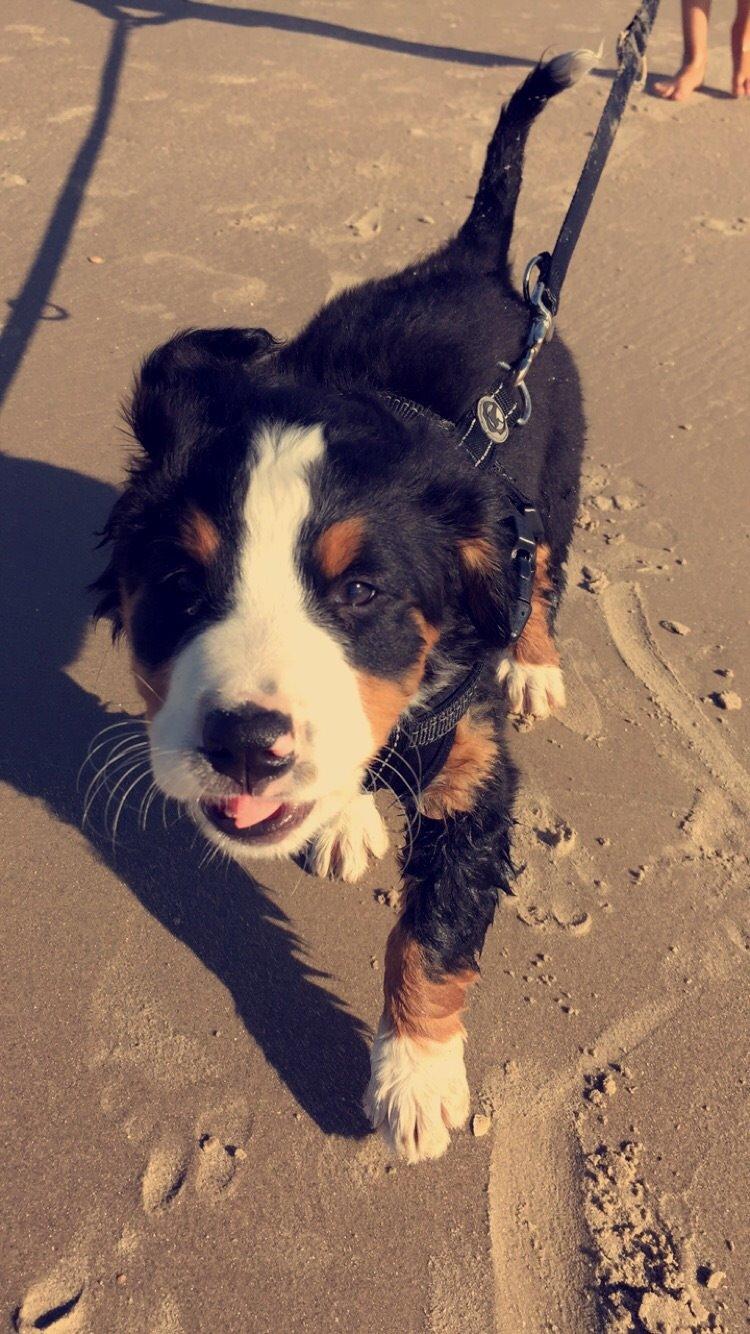 Berner sennenhund Keela  billede 7