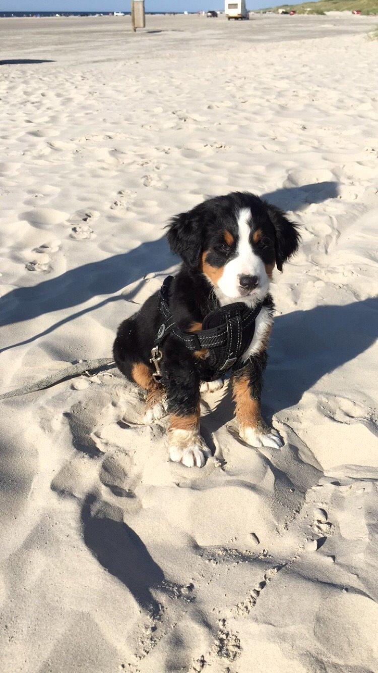 Berner sennenhund Keela  billede 8