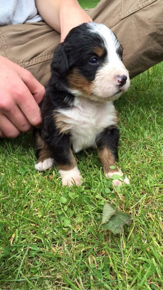 Berner sennenhund Keela  billede 9