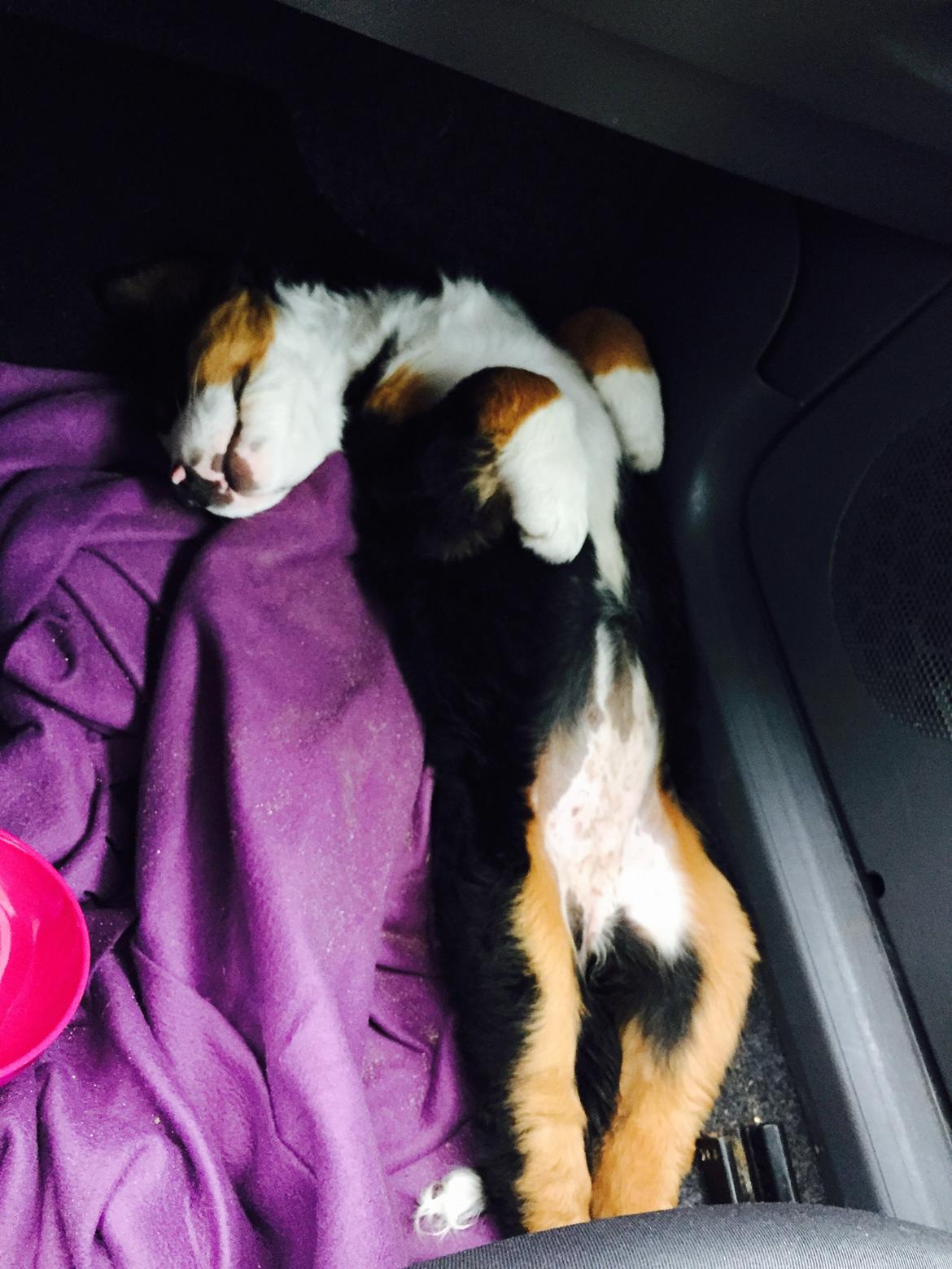 Berner sennenhund Keela  billede 11