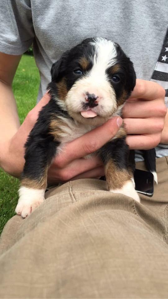 Berner sennenhund Keela  billede 10
