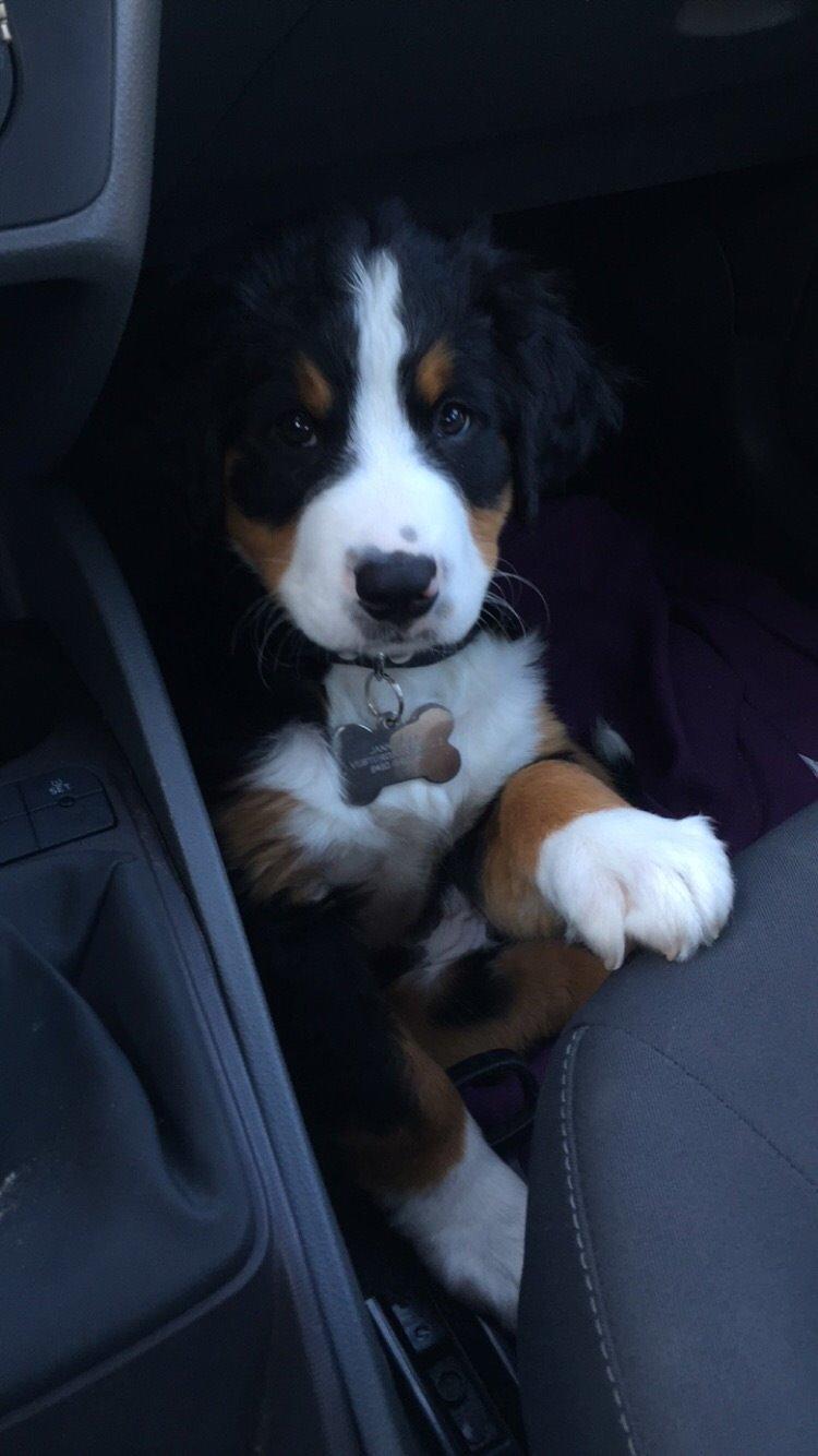 Berner sennenhund Keela  billede 12