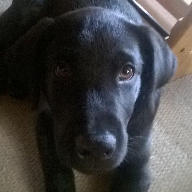 Labrador retriever Balder billede 6