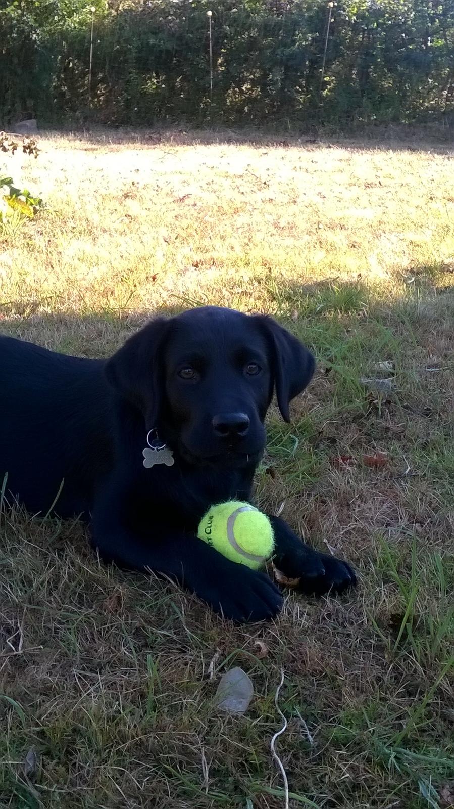 Labrador retriever Balder billede 8