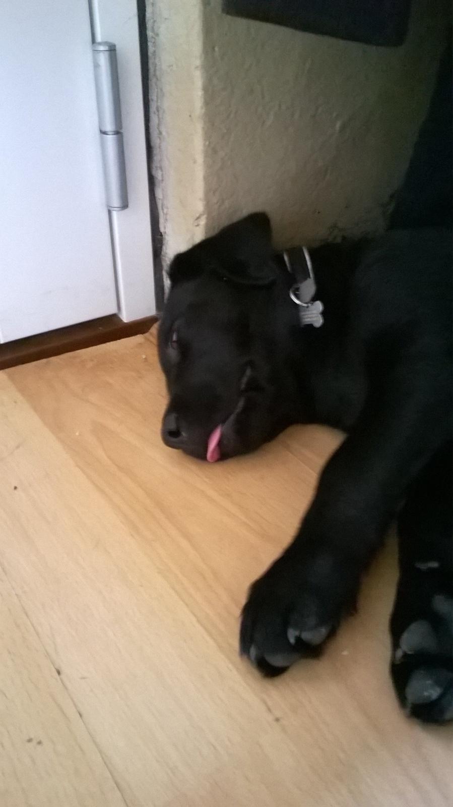 Labrador retriever Balder billede 9