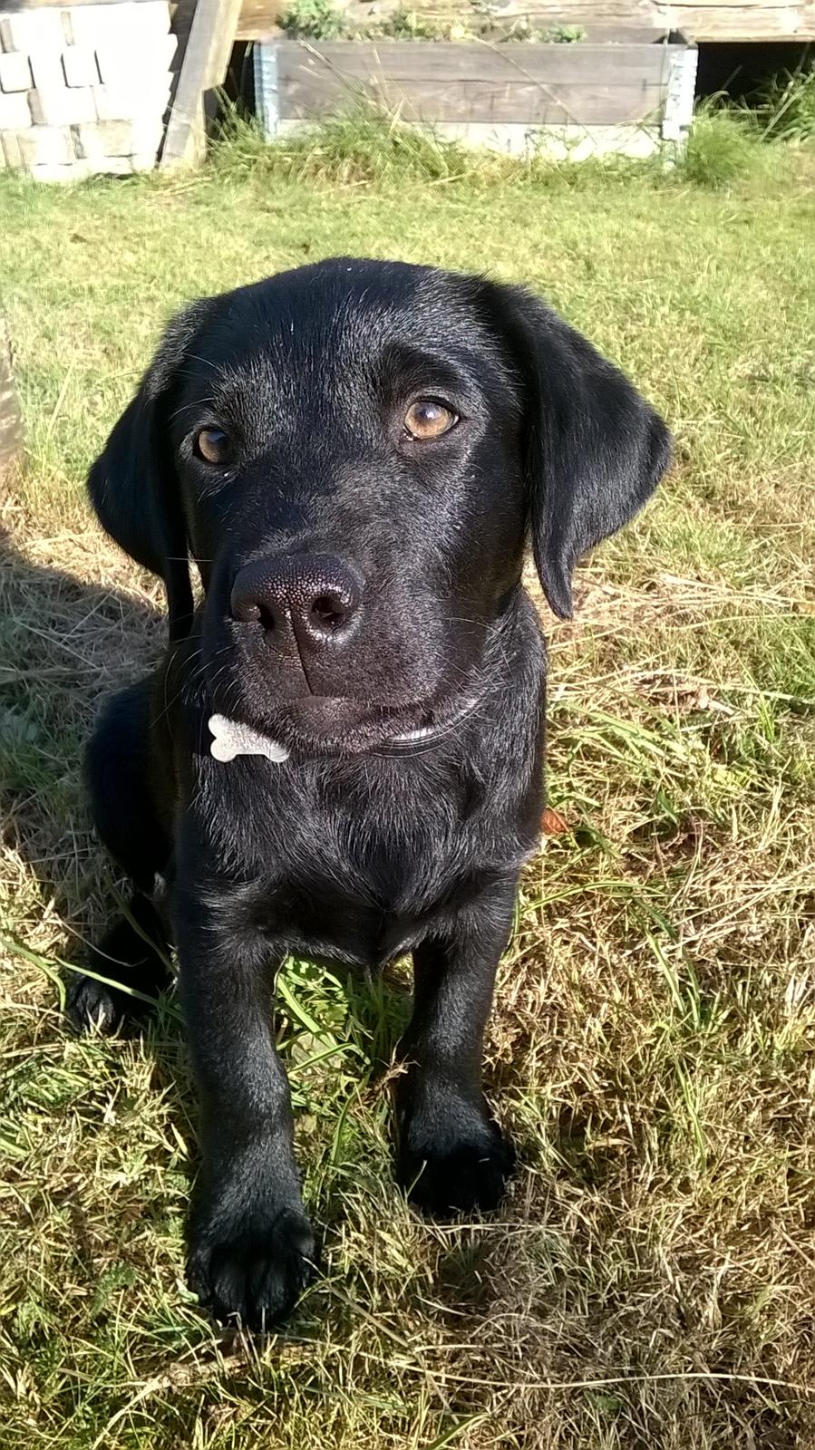 Labrador retriever Balder billede 7