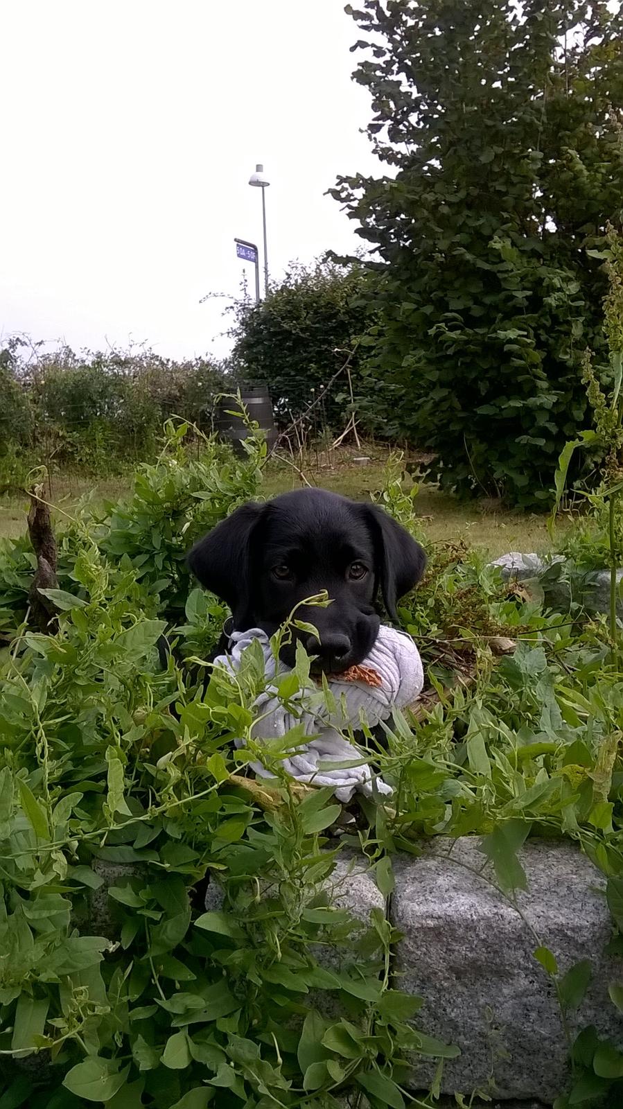 Labrador retriever Balder billede 10