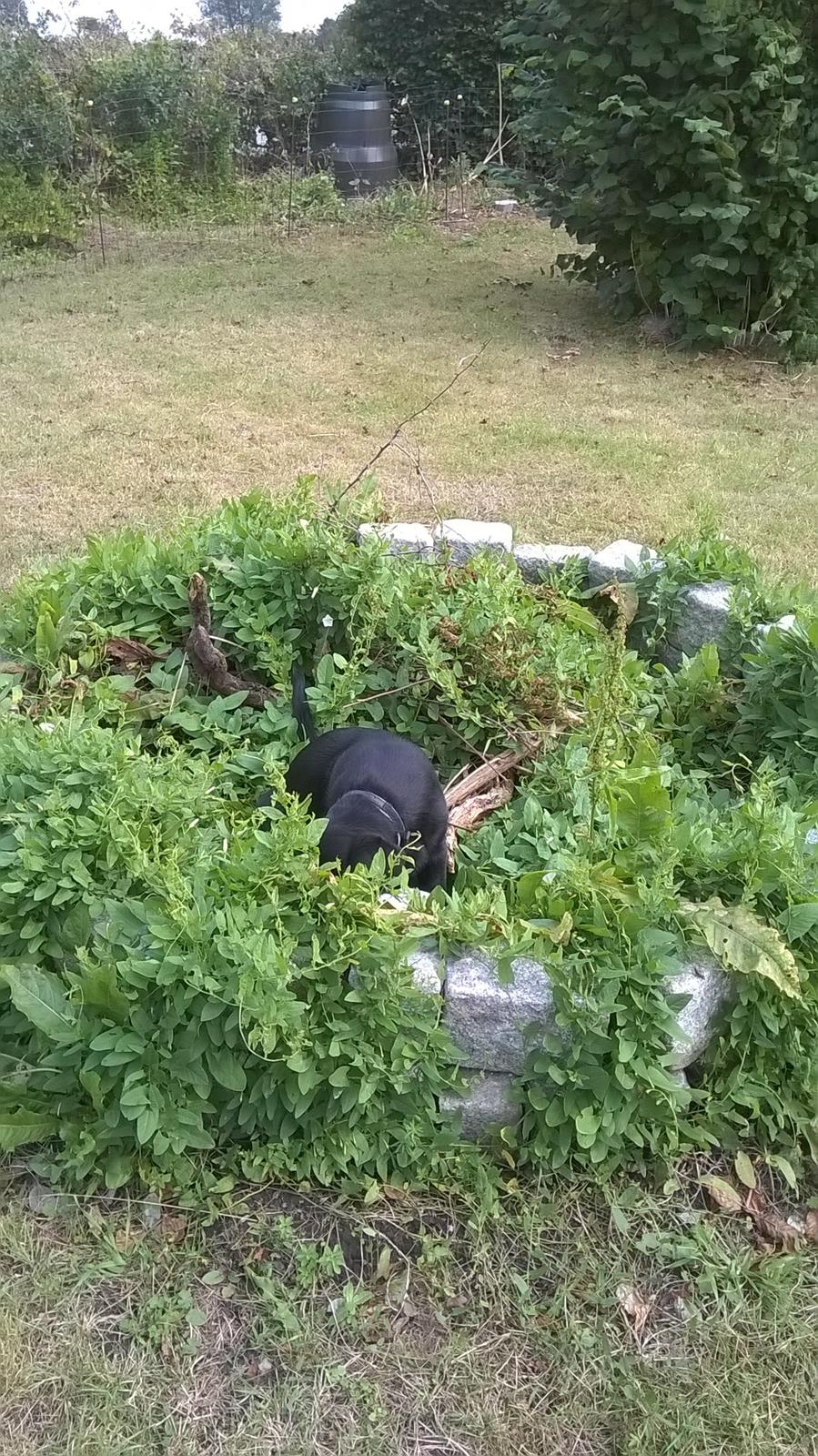 Labrador retriever Balder billede 11