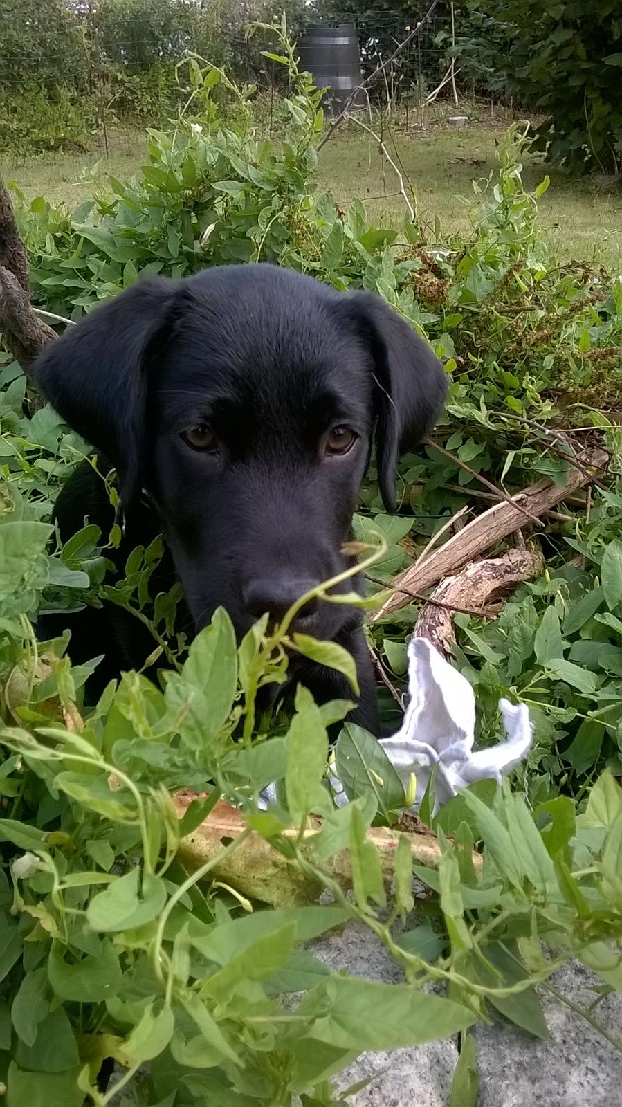 Labrador retriever Balder billede 12